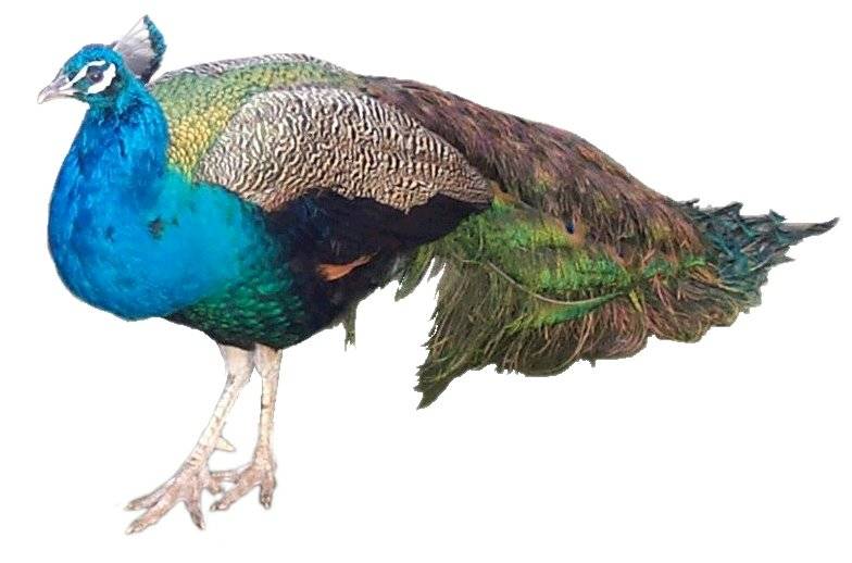 Peacock1.jpg